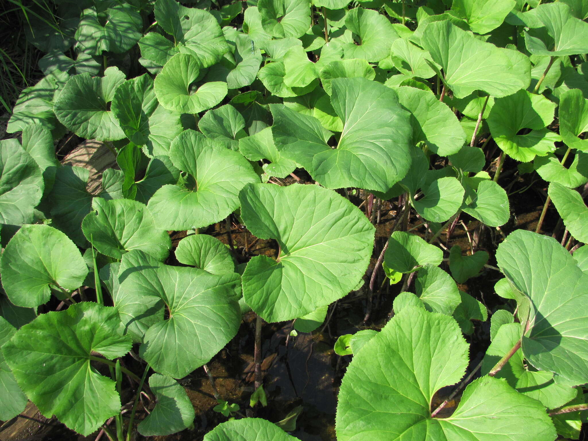 Слика од Petasites radiatus (Gmel.) J. Toman