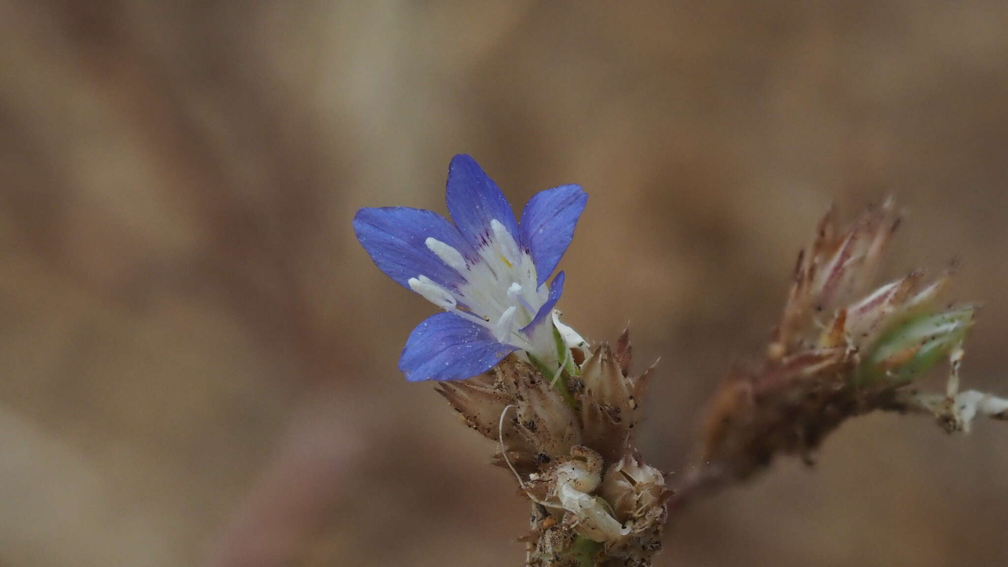 Image of sapphire woollystar