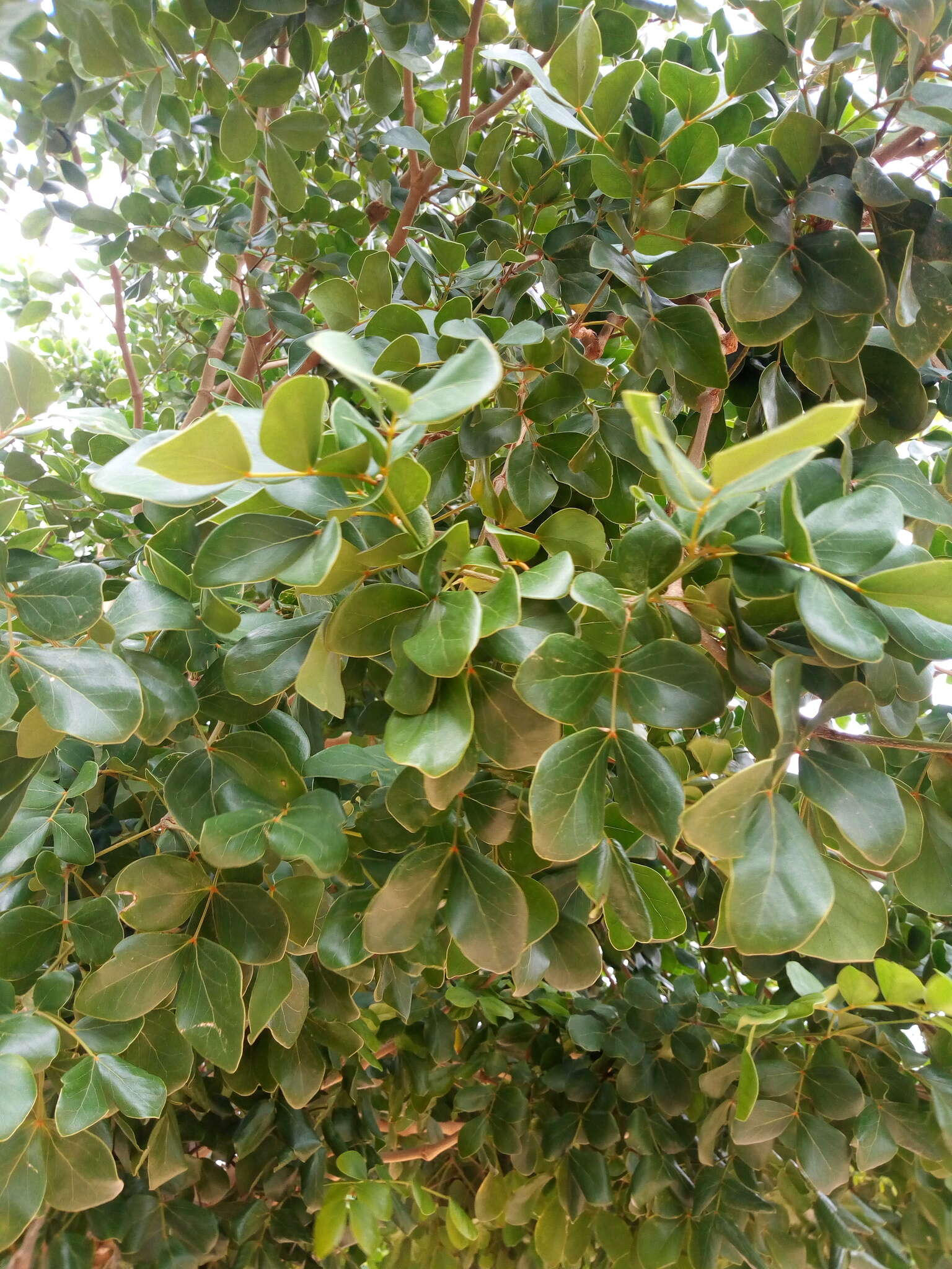 Image of Lignum Vitae