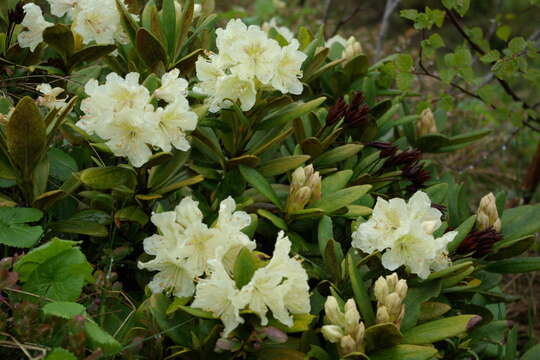 Image of Rhododendron caucasicum Pall.