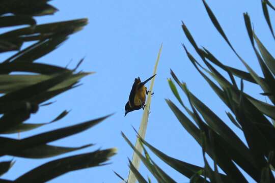 Image of Black-cowled Oriole