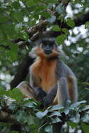 Trachypithecus pileatus (Blyth 1843) resmi