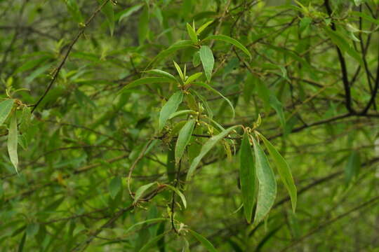 Image de Litsea cubeba (Lour.) Pers.