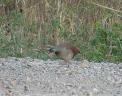 Image of Tataupa Tinamou