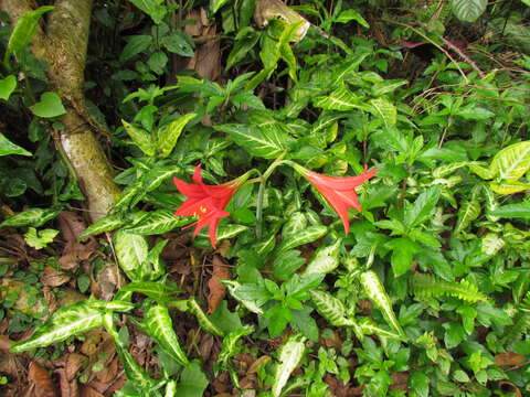 Image of Hippeastrum reginae (L.) Herb.