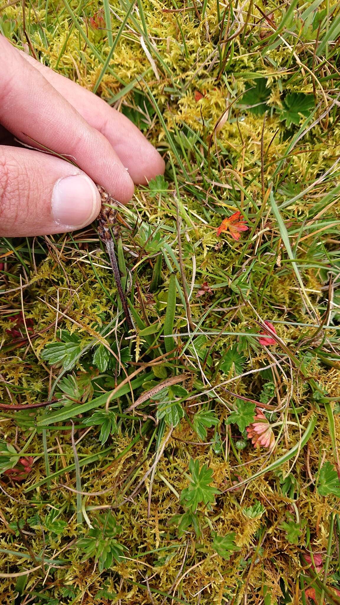 صورة Plantago linearis Kunth