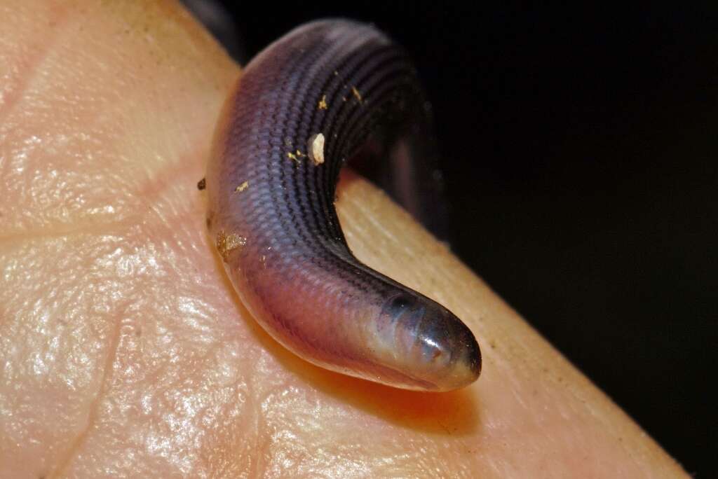 Image of Zambezi Blind Snake