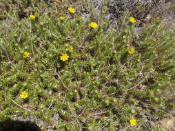 Imagem de Cullumia patula subsp. patula