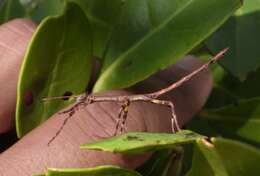 Image of Haplopus scabricollis (Gray & G. R. 1835)