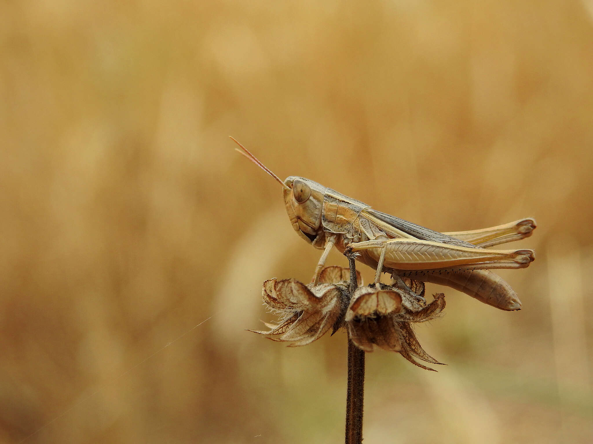 Image de Euchorthippus elegantulus gallicus Maran 1957