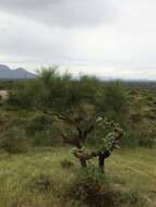 Image of jumping cholla