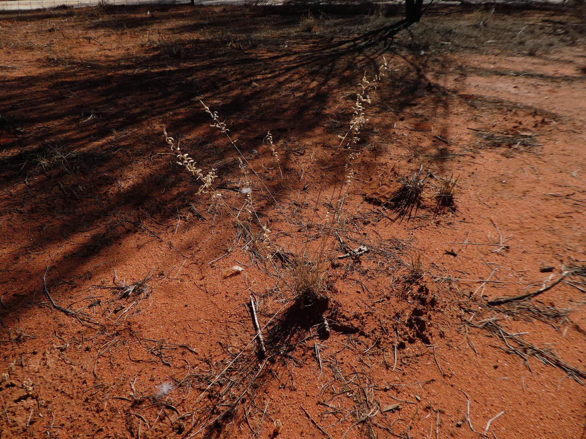 Image of Eragrostis eriopoda Benth.