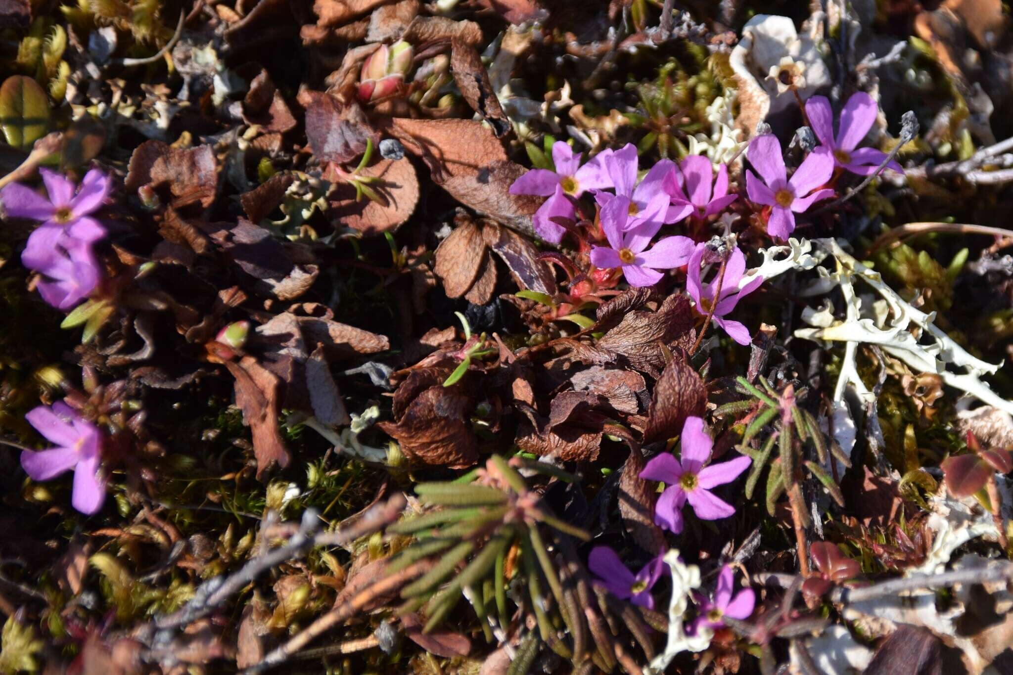 Image of Mackenzie River dwarf-primrose