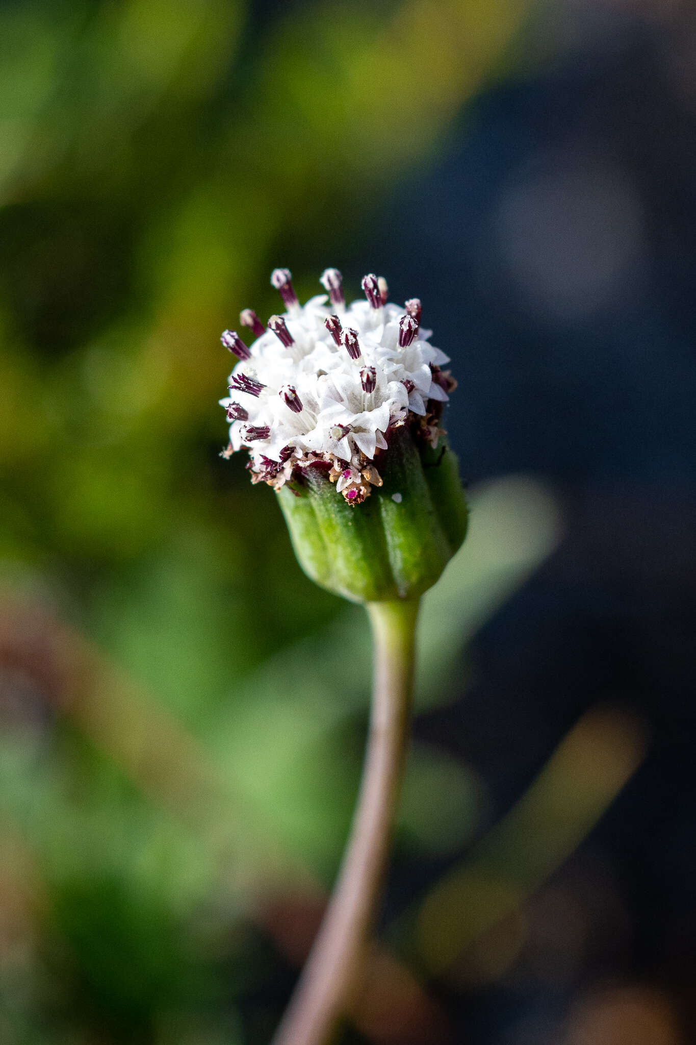 Image of Othonna digitata L. fil.