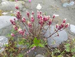 Image of Raup's Indian paintbrush