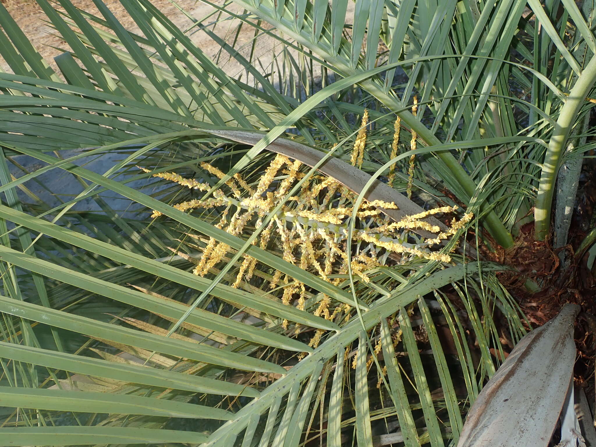 Image of Butia archeri (Glassman) Glassman