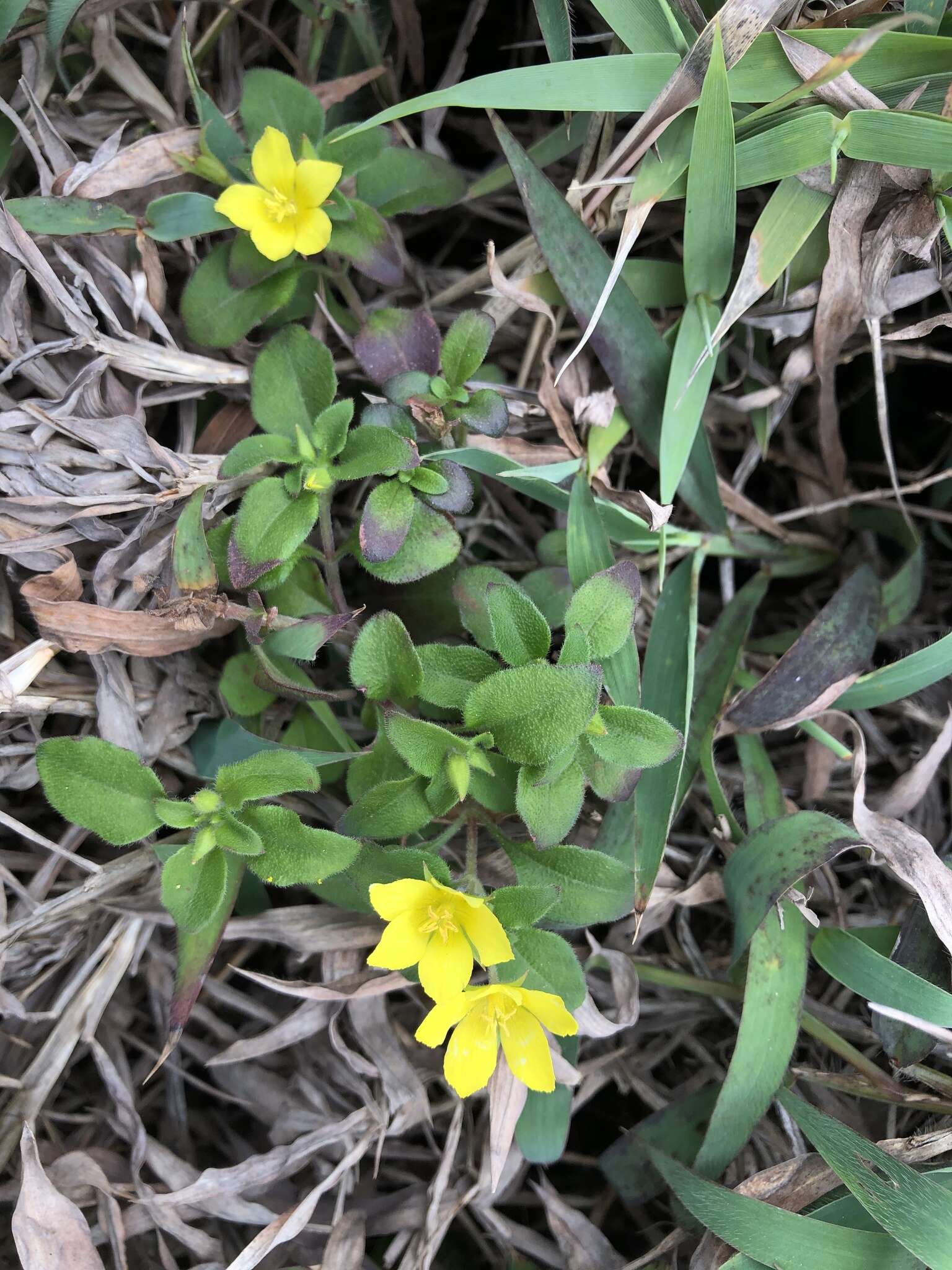 Plancia ëd Lysimachia remota Petitm.