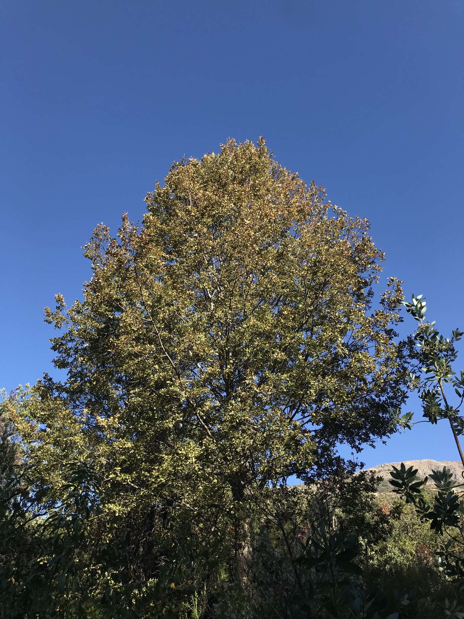 Imagem de Nothofagus macrocarpa (A. DC.) F. M. Vázquez & R. A. Rodr.