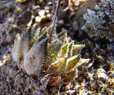 Image of Haworthia maraisii var. maraisii