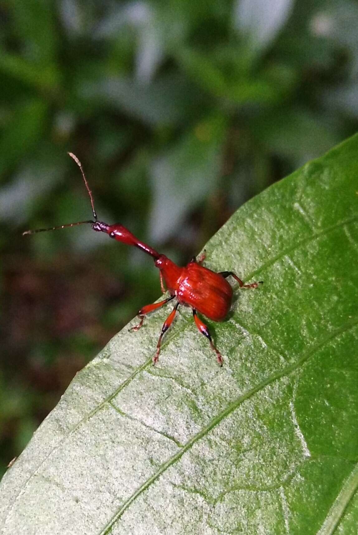 Image of Paratrachelophorus nodicornis Voss 1924