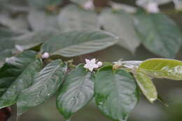 Image of Lasianthus attenuatus Jack