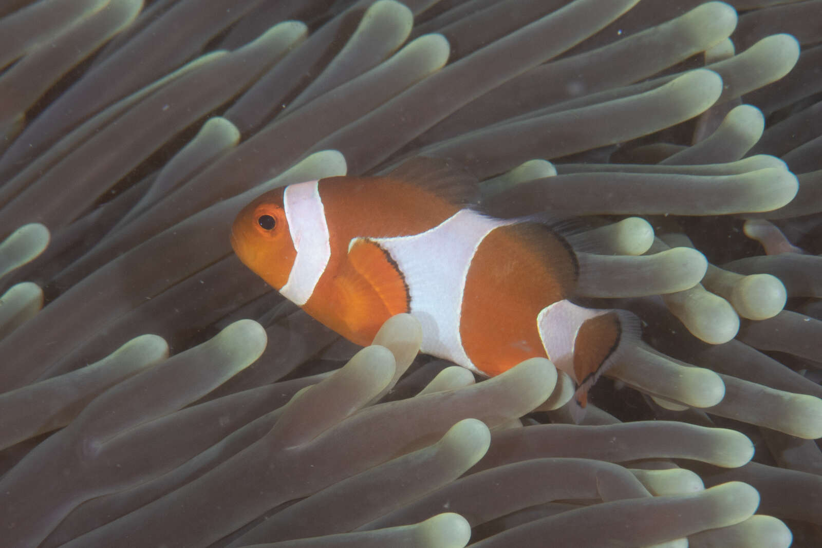 Image of Common clownfish