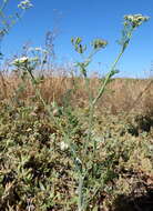 Image de Capnophyllum africanum (L.) Gaertn.