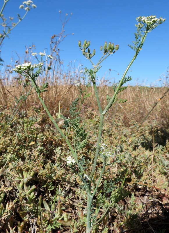 Image de Capnophyllum africanum (L.) Gaertn.