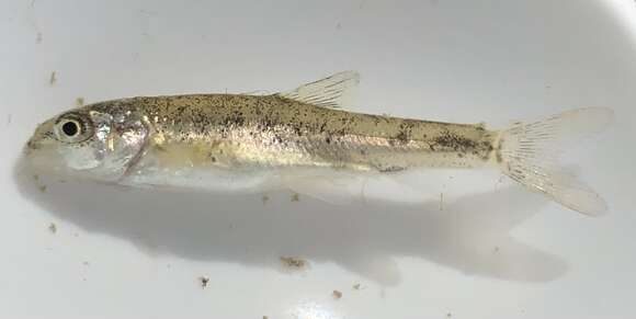 Image of Mediterranean Barbel