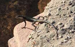 Image of Striped Lava Lizard