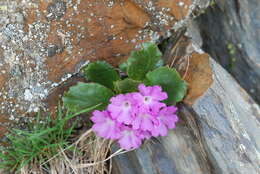 Image of Primula daonensis (Leybold) Leybold