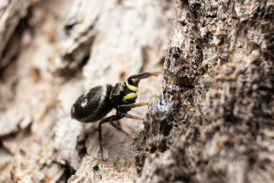 Image of Heliophanus apiatus Simon 1868