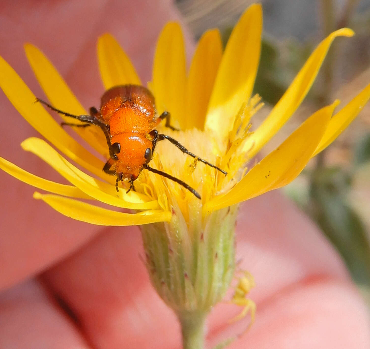 Image of Nemognatha (Pauronemognatha) nigripennis Le Conte 1853