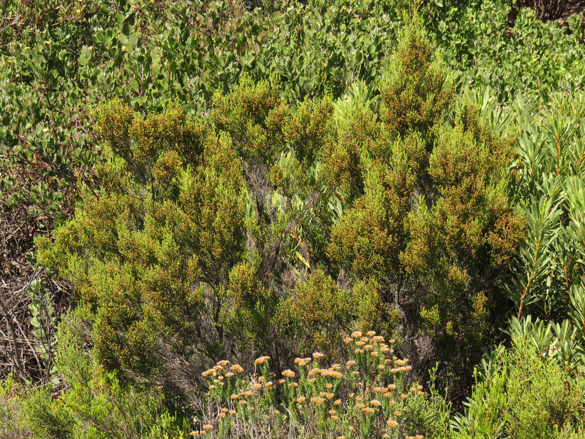 Image of Erica tristis Bartl.