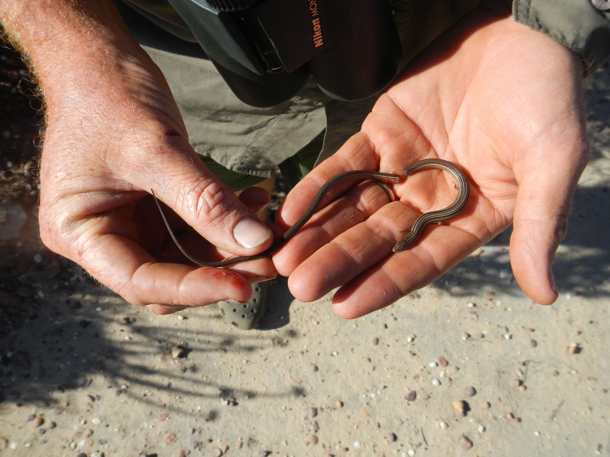 Image de Tetradactylus tetradactylus (Daudin 1802)