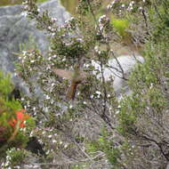 Chalcostigma heteropogon (Boissonneau 1840) resmi