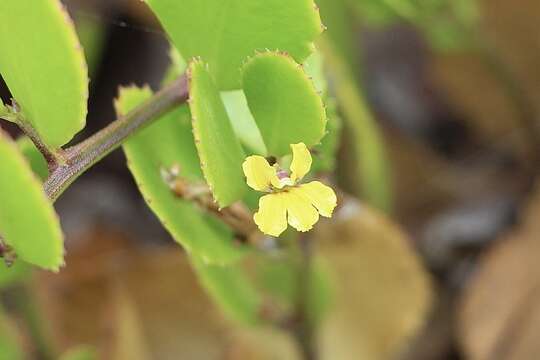 Image of Goodenia varia R. Br.