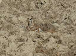 Image of Granada Hare