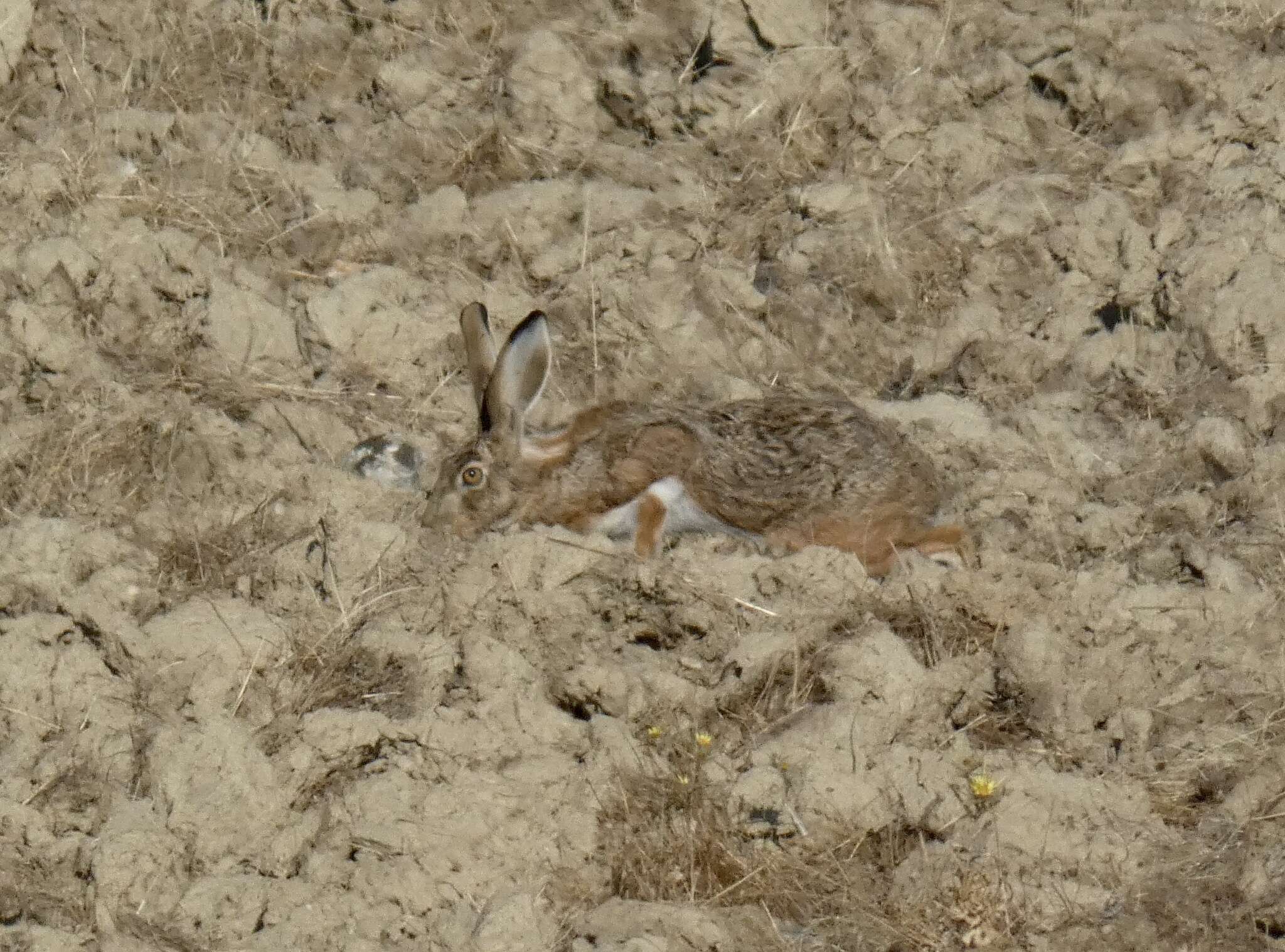 Image of Granada Hare