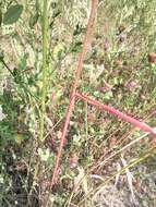 Image of Siberian Wild Rye