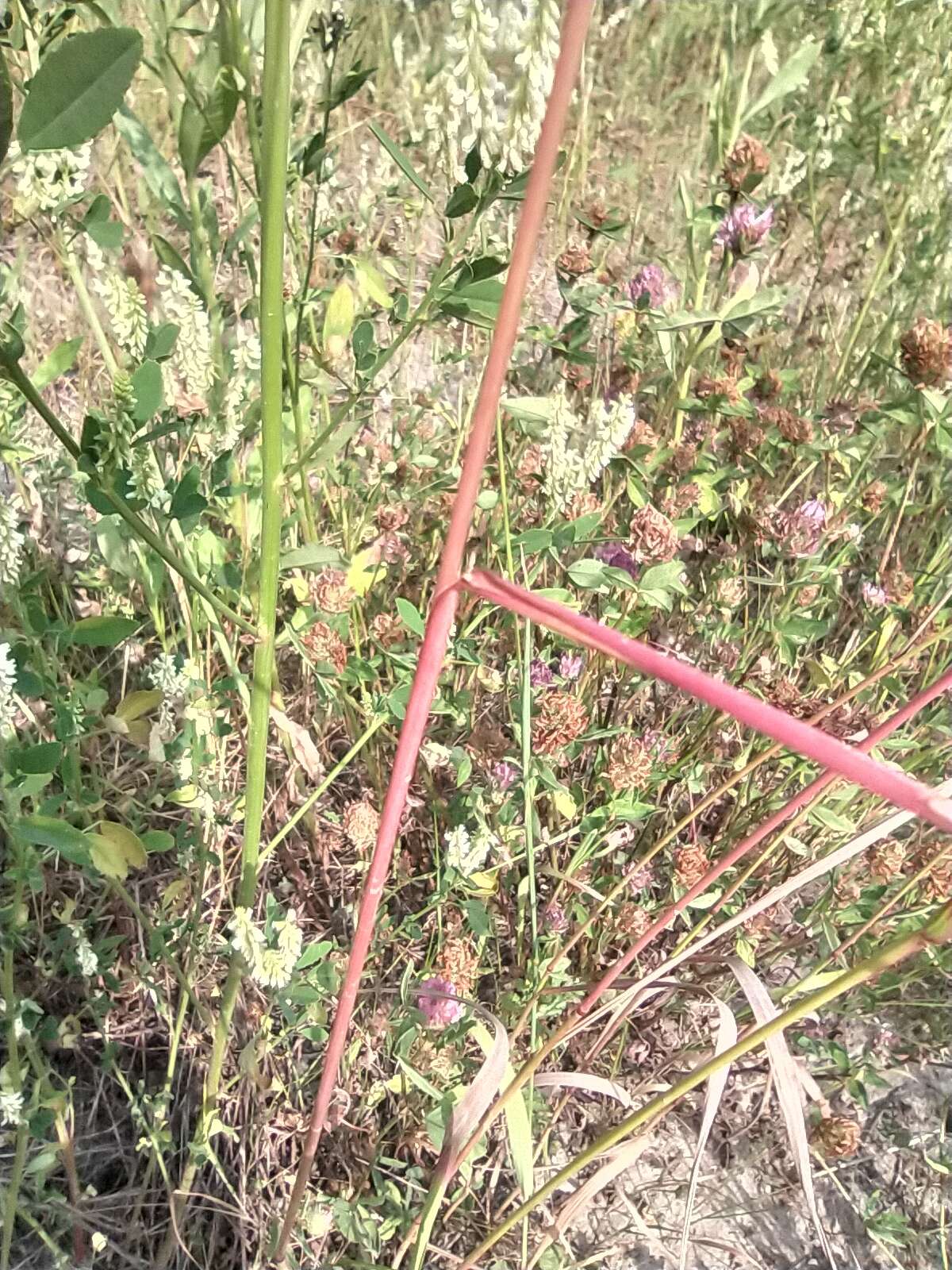 Image of Siberian Wild Rye