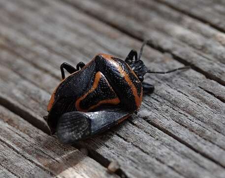 Image of Two-spotted Stink Bug