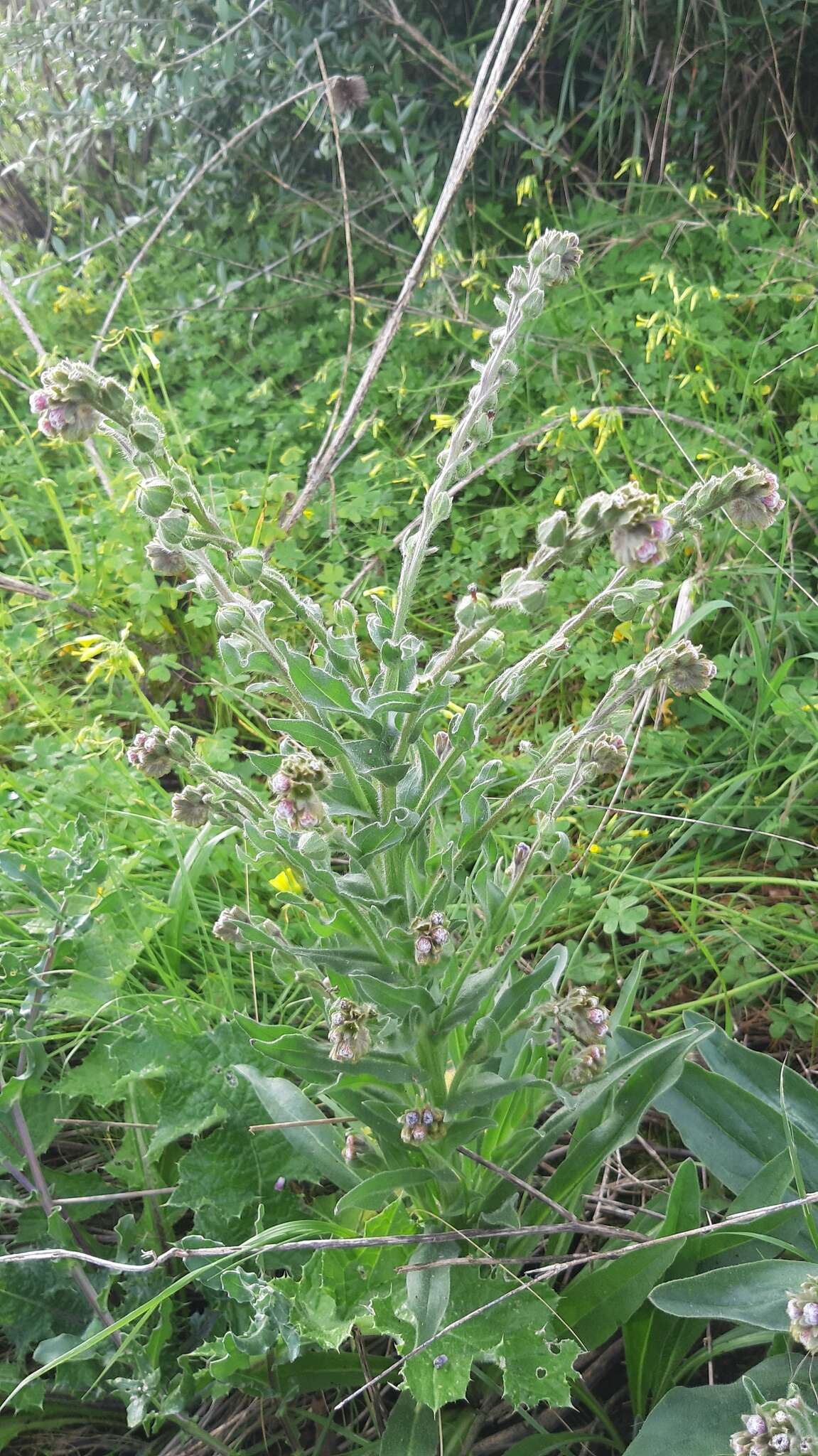 Sivun Cynoglossum clandestinum Desf. kuva