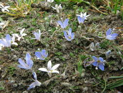 Veronica canescens T. Kirk resmi