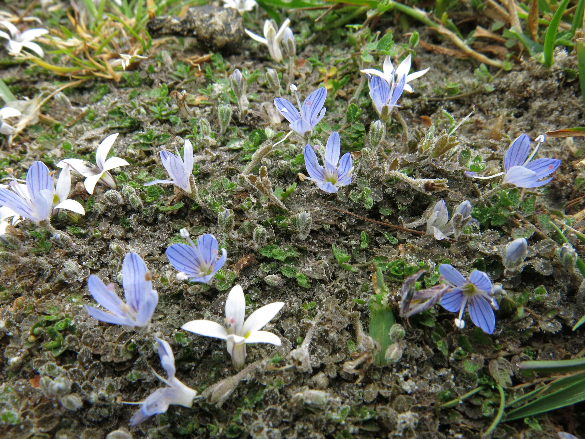 Veronica canescens T. Kirk resmi