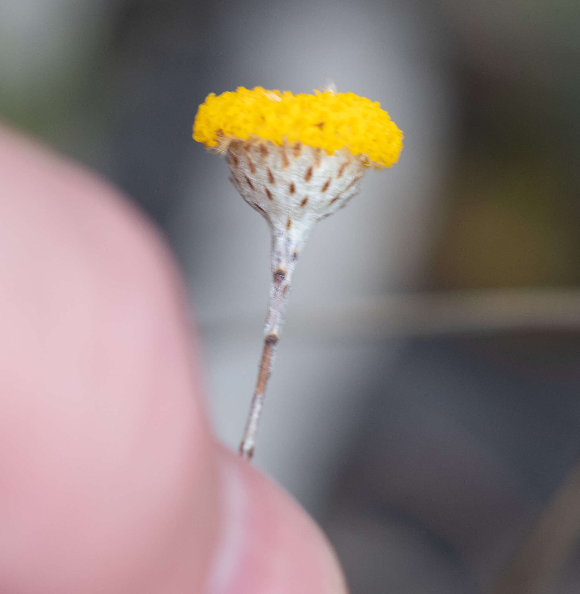 Слика од Leptorhynchos squamatus (Labill.) Less.