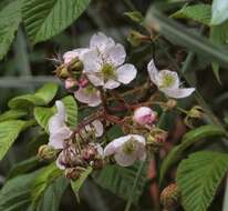 Image of Rubus adenotrichos Schltdl.