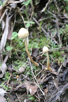 Слика од Leratiomyces magnivelaris (Peck) Bridge & Spooner 2008