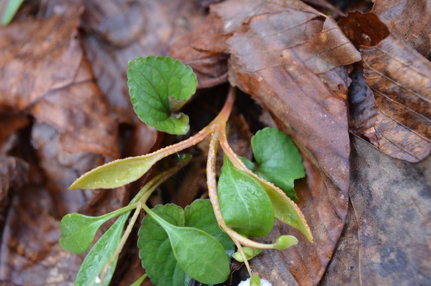 Image of Puccinia mariae-wilsoniae Clinton 1873