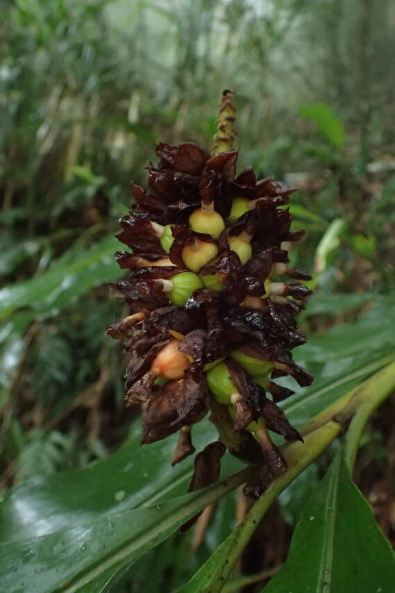 Image of Alpinia sessiliflora Kitam.